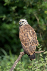 Black-collared Hawk (Busarellus nigricollis) perched on a branch, Pantanal, Mato Grosso, Brazil