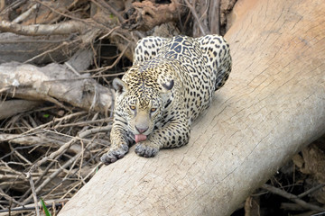 Jaguar (Panthera onca) lying down on fallen tree, licking paw, Pantanal, Mato Grosso, Brazil