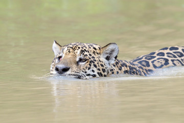 Jaguar (Panthera onca) swimming in water, close up, Pantanal, Mato Grosso, Brazil