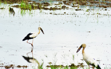 White birds are living in the rice fields.