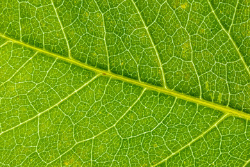 texture of green leaf