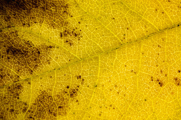 abstract grunge leaf
