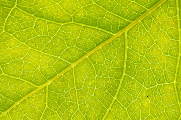 texture of green leaf