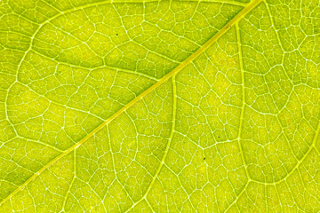 texture of green leaf