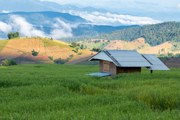 Small hut in a green rice field in the valley