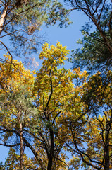 Autumn trees against a clear blue sky. Yellow oaks and tall green pine trees in the autumn park on a sunny day. Bright fall background. Vibrant colors