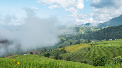 Beautiful rice terraces in the morning at Chiang mai, Thailand