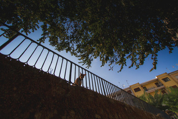 Dog is watching across the fence