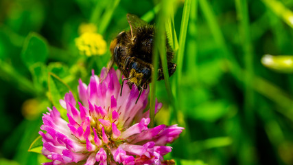 Insekten