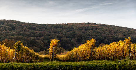 wineyard in autumn