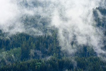 High altitude european forest in a summer foggy, misty day