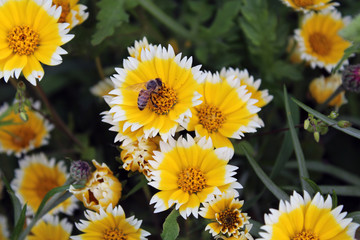 Ape Apis sopra un fiore di Glebionis coronaria