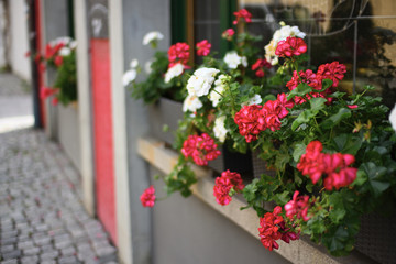 colorful flower of geraniums, Pelargonium, on the windowsill
