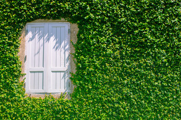 Architecture of white window covered with green ivy at outside of buildings for gardening decoration.