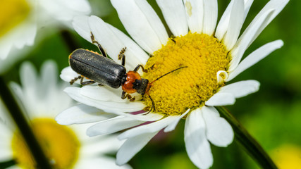 Insekten