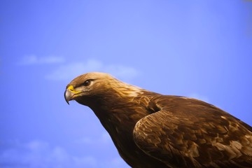 Eagle against a blue sky