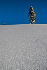 Snow-slope, with trees on top.