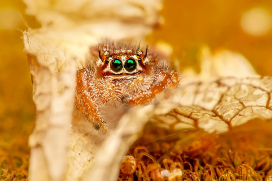 Close up  beautiful jumping spider  - Stock Image 