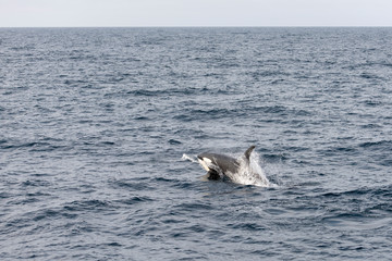 Fototapeta premium female killer whales surfacing at Andenes, Norway
