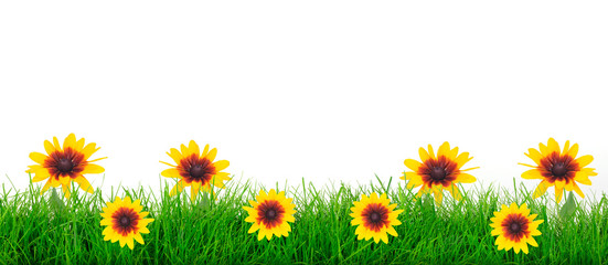 Natural green grass meadow with yellow flowers on a white background in close-up with copy space ( mixed)