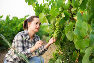 Woman proffesional winemaker working clusters of grape in vineyard