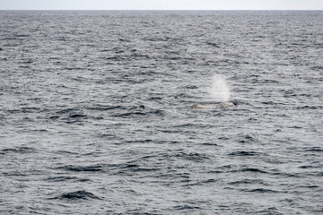 stream breath of sperm whale  surfacing at Andenes, Norway