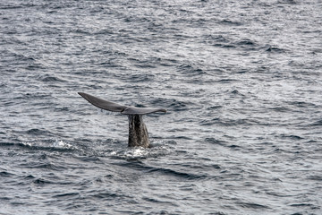 Fototapeta premium whale fluke of sperm whale diving at Andenes, Norway