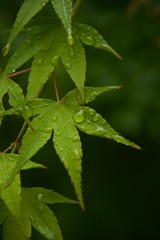 green leaf with drops of water