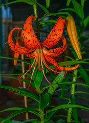 Tiger Lily flower.