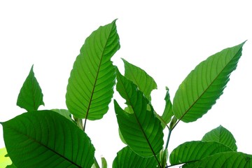 A branch of Kratom leaves with sunlight on white isolated background for green foliage backdrop 