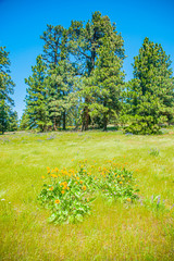 Ponderosa Pine trees, grasses and Arrowleaf Balsamroot plants.