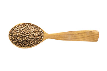 coriander seed in wooden spoon isolated on white background. spice for cooking food, top view.