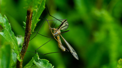Insekten