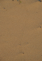 Fototapeta na wymiar Insect trail, on sand dune.