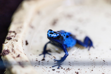 Blaue Baumsteiger Frosch