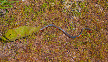 Prairie Ring-neck snake.