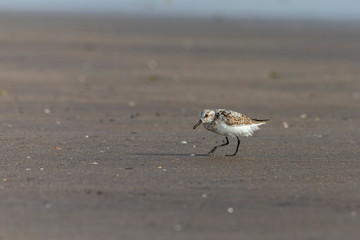 Foraging Little stint Calidris minuta on spring migration. At bassien Beach Mumbai  Maharashtra India.