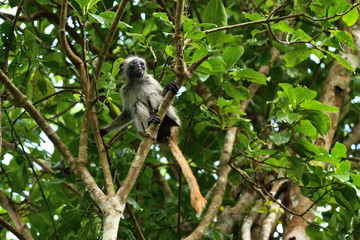 Zanzibar red colobus in Jozani forest. Tanzania, Africa