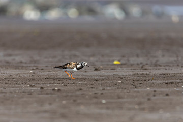 Foraging Little stint Calidris minuta on spring migration. At bassien Beach Mumbai  Maharashtra India.