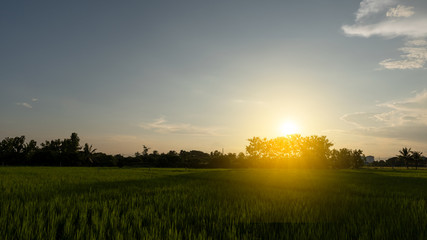 Rice paddies and trees, beautiful skies with the setting sun