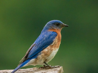 Blue birds