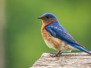 Blue birds