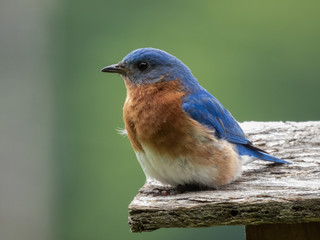 Blue birds