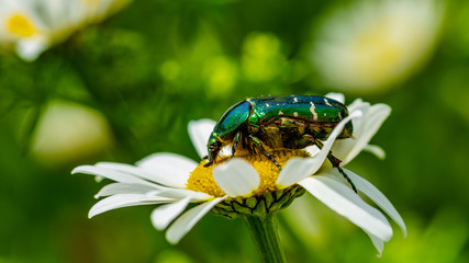 Insekten