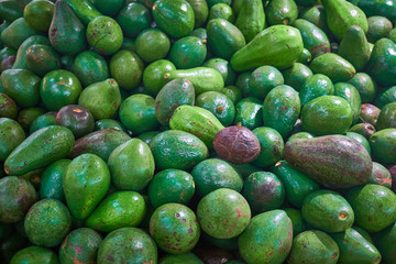 green fresh avocados