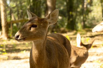 deer in the nature forest