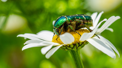 Insekten