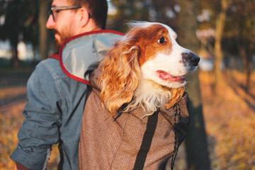Well trained cocker spaniel sits in a backpack. Concept of hiking and spending time with dog