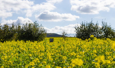 Beautiful mustard field in germany near the black forest