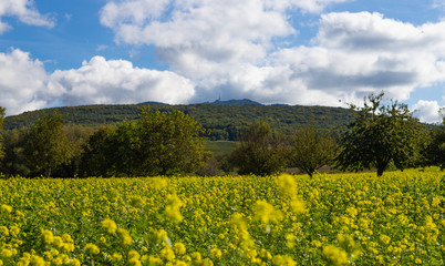 Beautiful mustard field in germany near the black forest